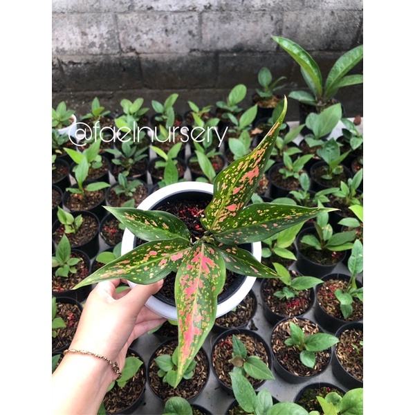 Aglonema Ruby Batik ( aglaonema )