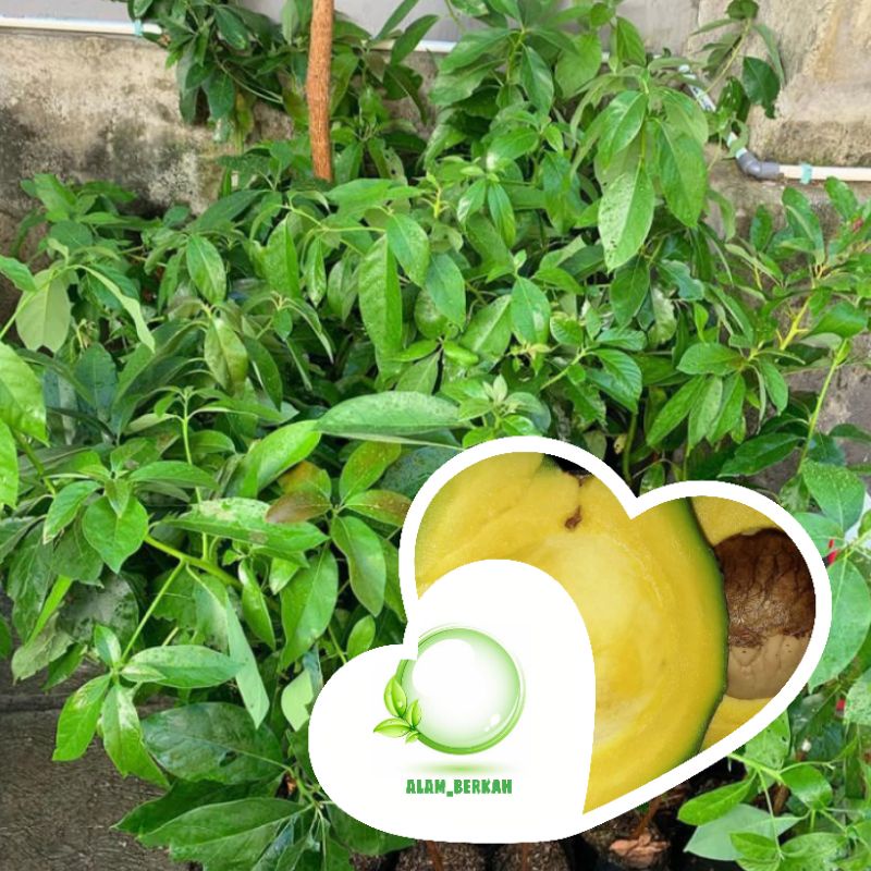 Bibit pohon buah alpukat mentega/tanaman alpukat mentega