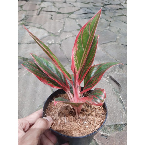 Aglaonema Jayanti