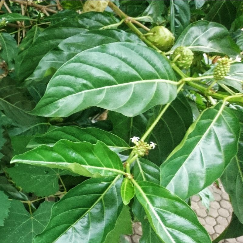 

Daun pace / noni / mengkudu organik segar 200 gram