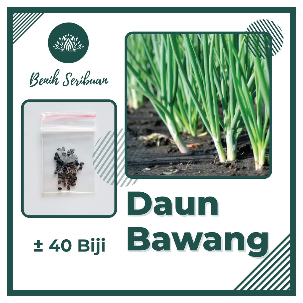 40 Biji Benih Daun Bawang F1 Fragrant Bibit Sayuran Unggul Tanaman Sayur Seribuan Berkualitas Super