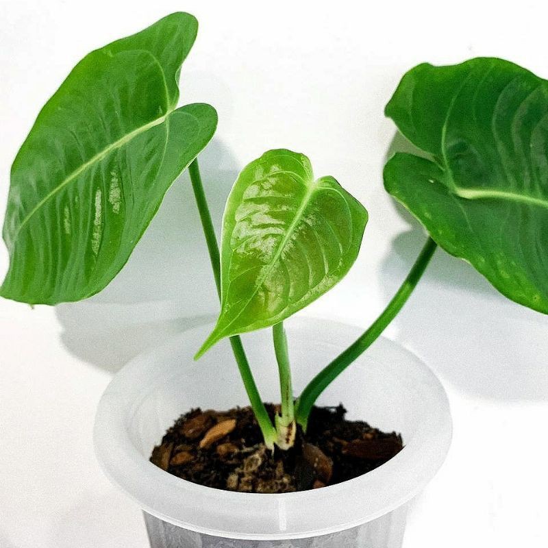 Tanaman Hias Anthurium Veitchii Ori bukan hybrid