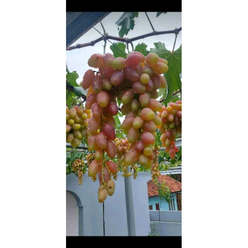 

Anggur import Unggul