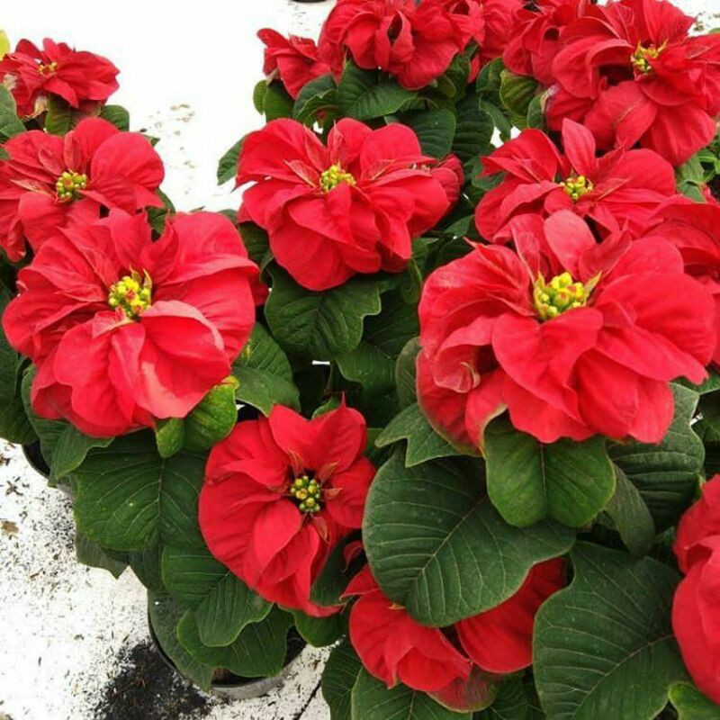 Tanaman hias Kastuba mawar