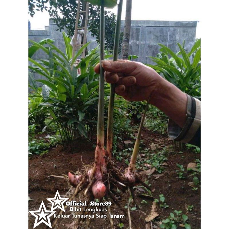 

BIBIT LENGKUAS UNGGUL MURAH 5 BIJI DI JAMIN TUMBUH SUBUR