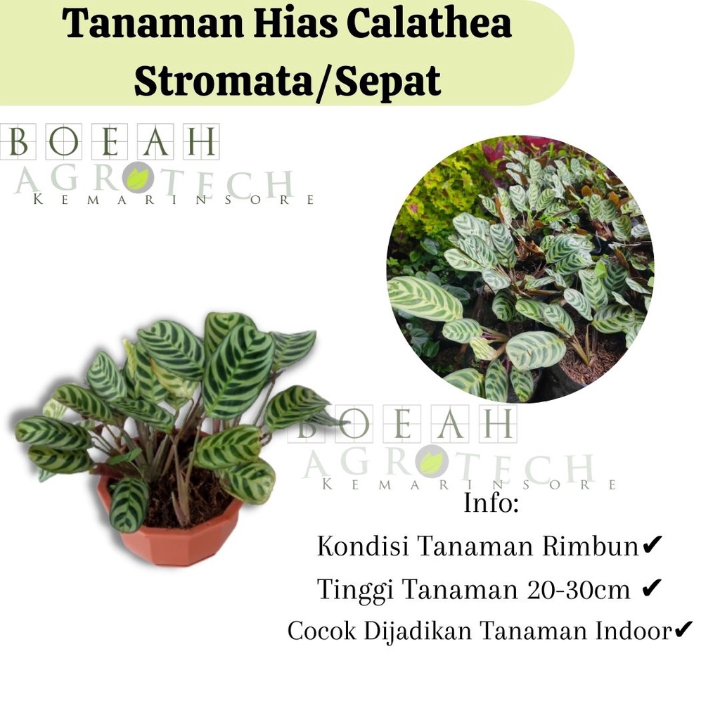 Bibit Tanaman Bunga Calathea Stromata/Calathea Sepat