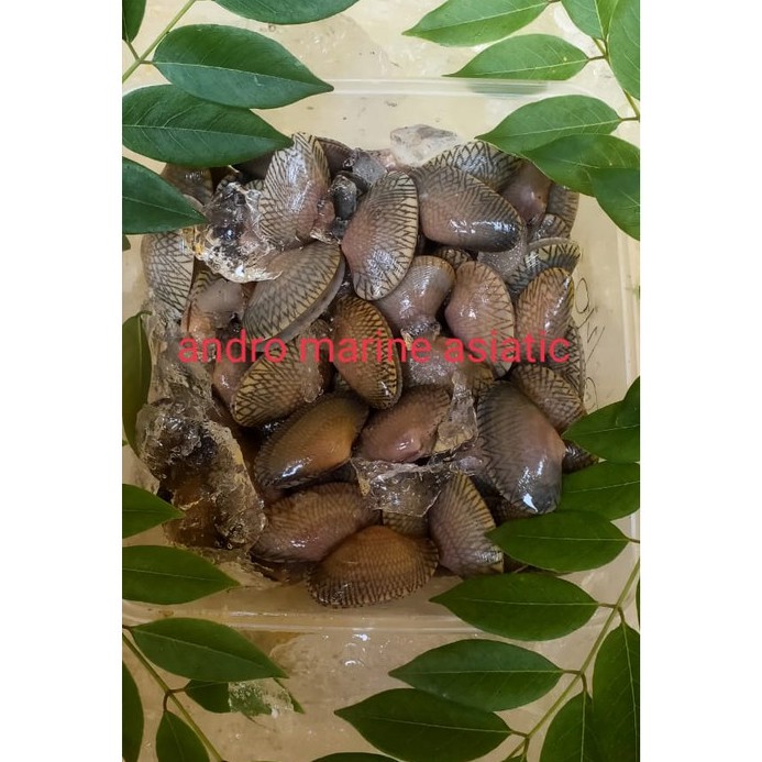 

kerang Batik frozen @500gram