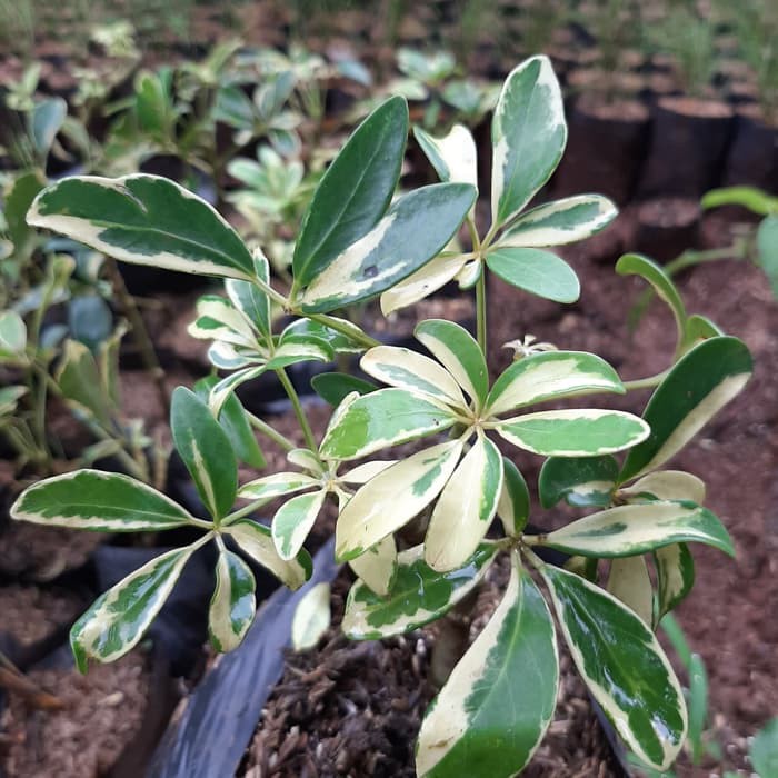 POHON HIAS WALISONGO VARIEGATA-tanaman hias wali songo variegata