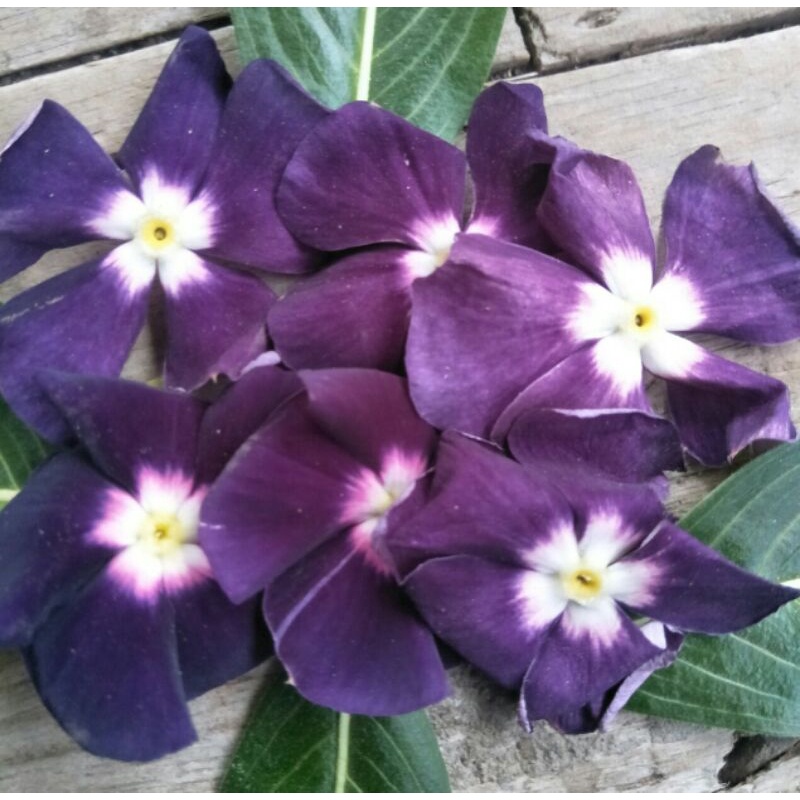 benih vinca blue hallo #vinca