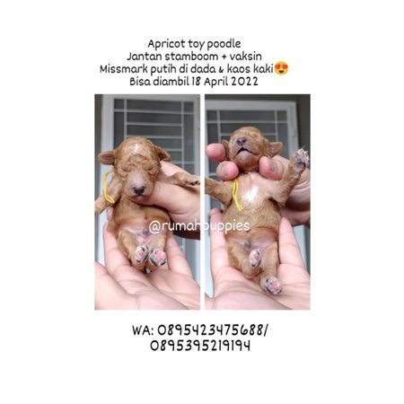 Jual Apricot Toy Poodle Male