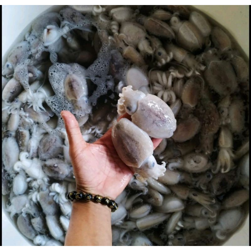 

Cumi Sotong Size Kecil Fresh 1kg