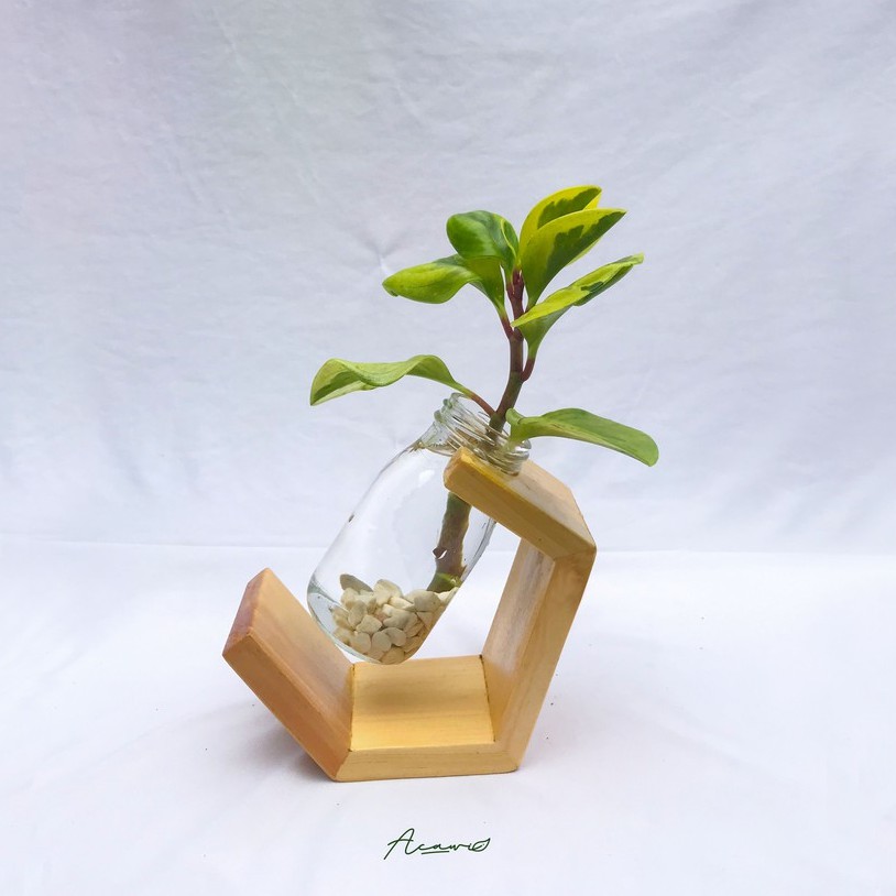 Vas Pot Bunga Propagasi Tanaman hias asli Pajangan Dekorasi Meja Belajar Kerja Kantor Ruang indah