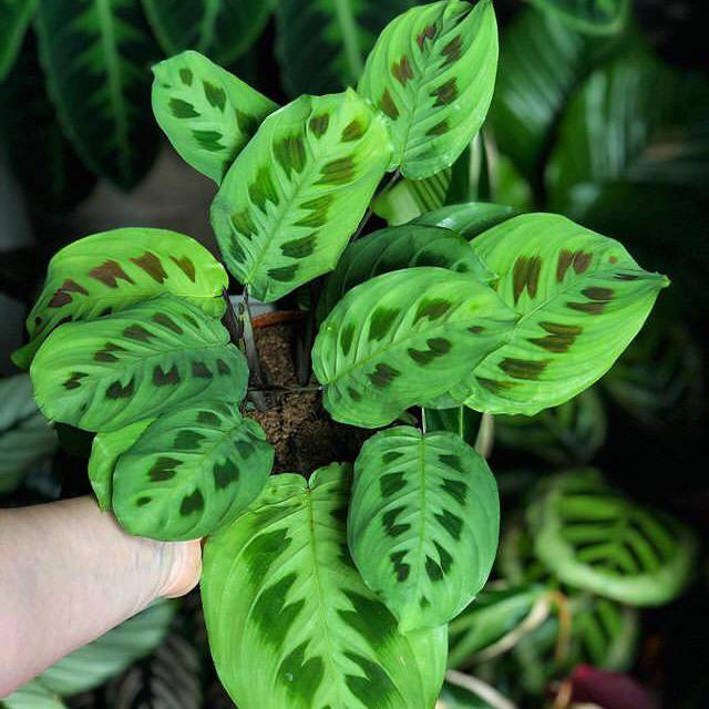 Calathea levonero calathea bibit tanaman  hias bunga  