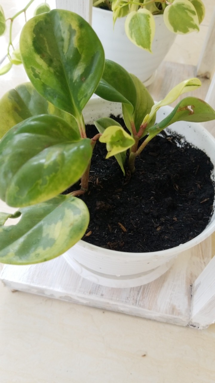 Tanaman Hias Peperomia Varigata