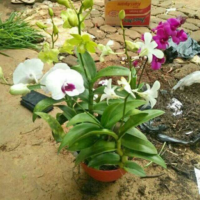 Tanaman Hias Bunga Anggrek Dendrobium Shopee Indonesia