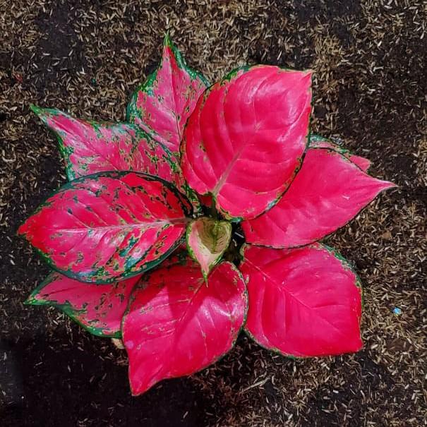 Aglonema Red Anjamani Jumbo
