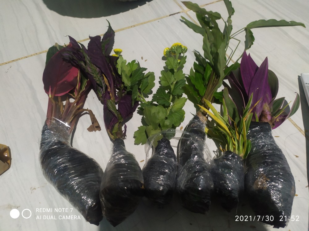 Tanaman Hias Calathea Rufibarba