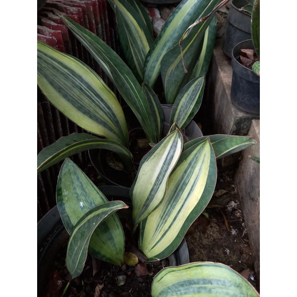 Tanamam hias SensiveraVarigata