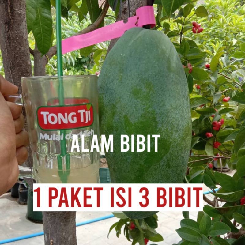 1 paket isi 3 bibit mangga kiyojai super