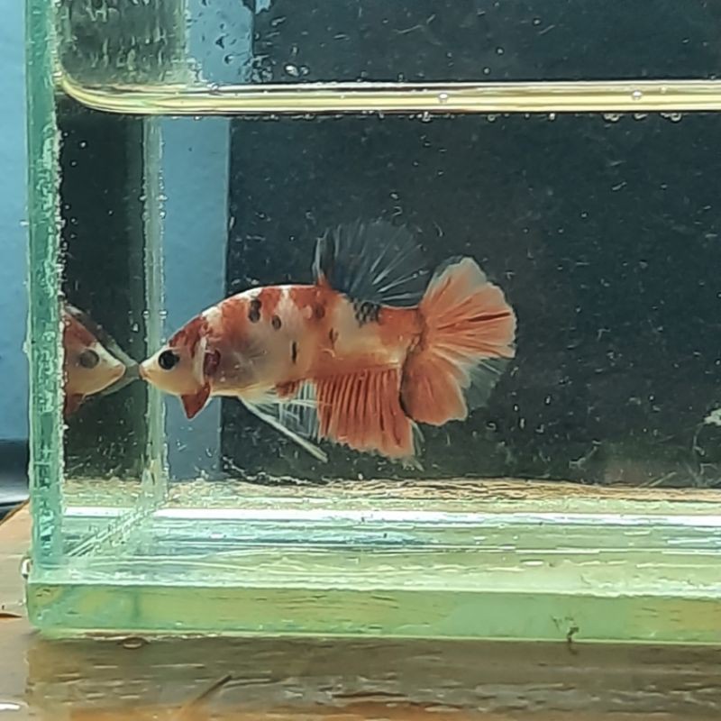 Cupang Red Koi (male)