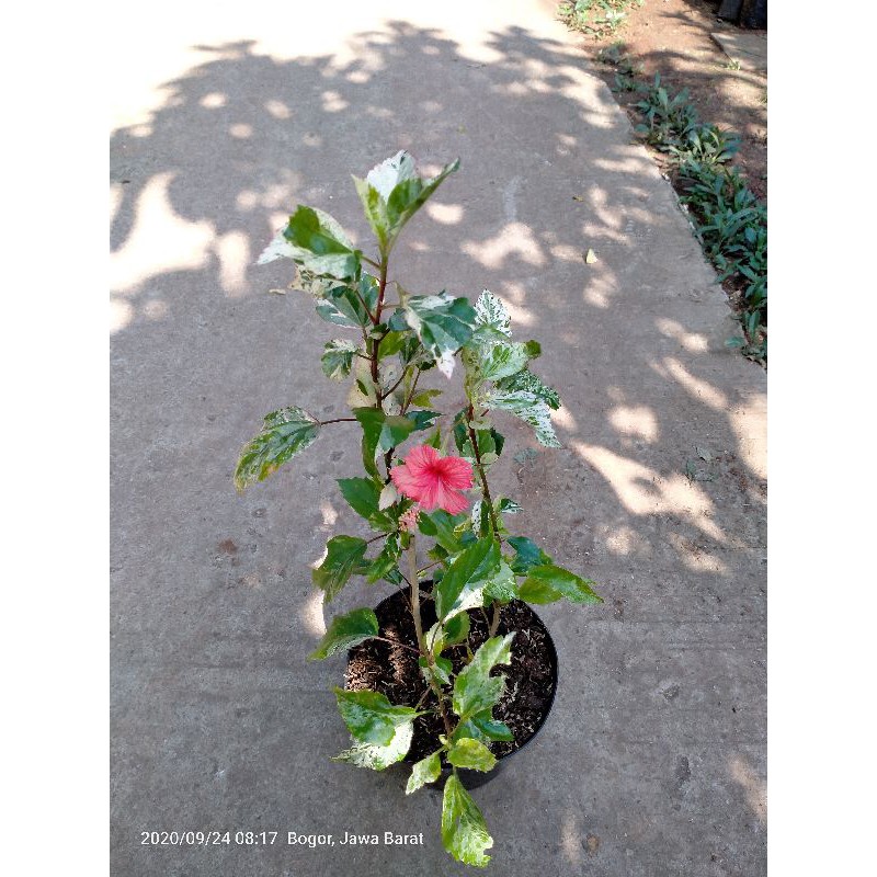 bunga sepatu variegata