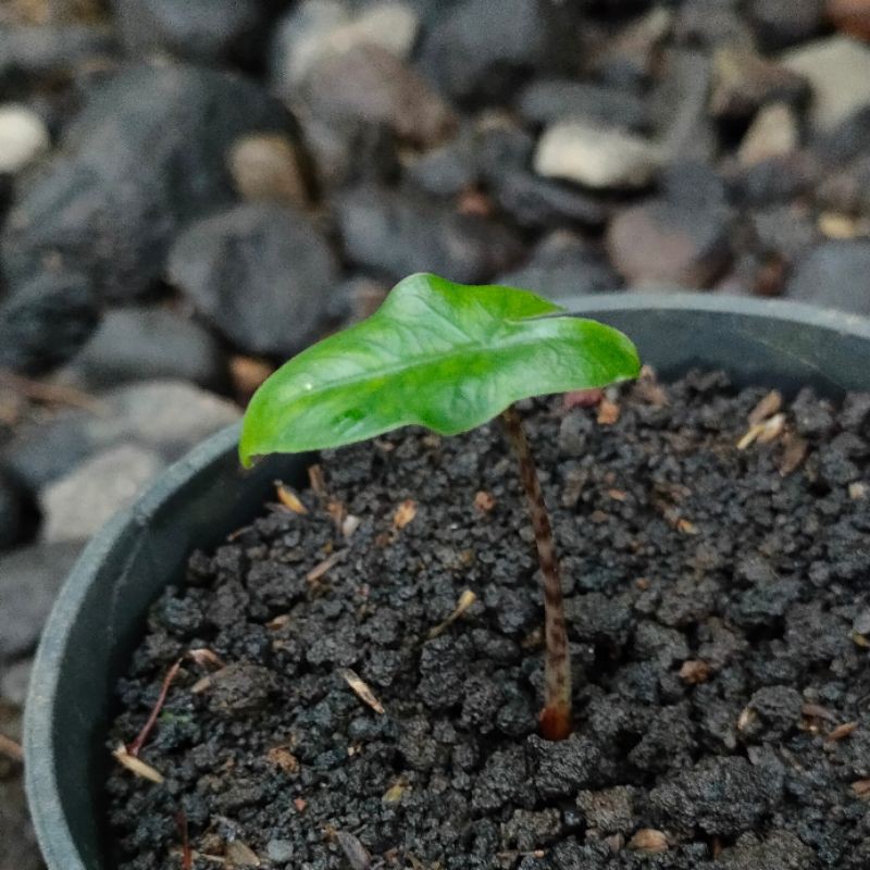 Alocasia Trigina Superba Ori | Alokasia | Saudara Zebrina