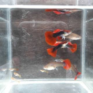 ikan hias guppy/gapi/gupi/gepi/gappy hb red klasik (cocok