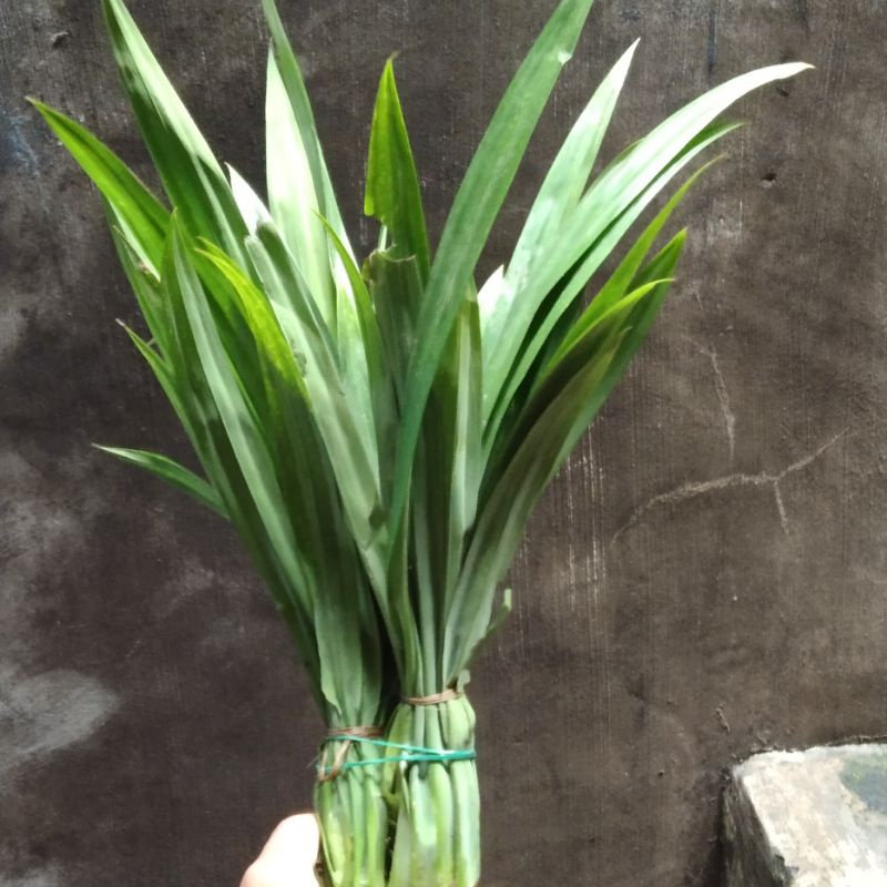 

Daun Pandan Segar 1 ikat