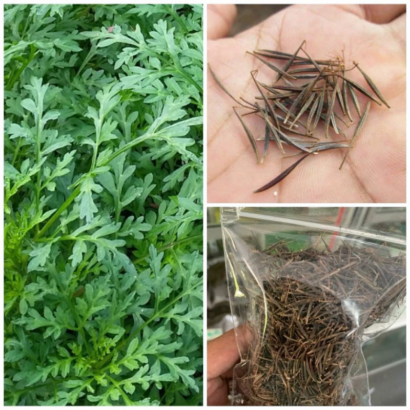 Benih Kenikir, Bibit Kenikir