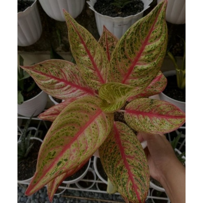 Bibit bonggol aglonema Red Legacy super special