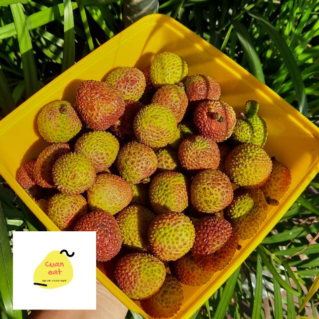 

LECI MADU / LECI MERAH