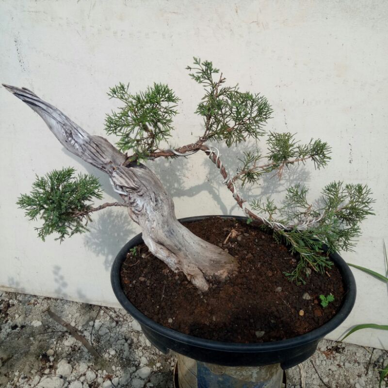 Bonsai Cemara Lilin (Tanuki)