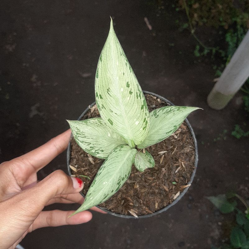 diven selendang putri