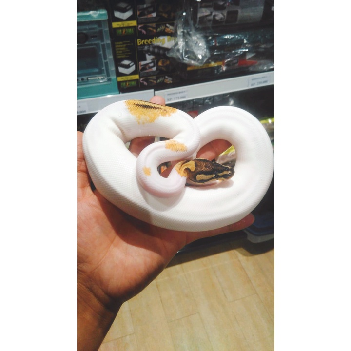 OD Disco Pied Ball Python Ballpython