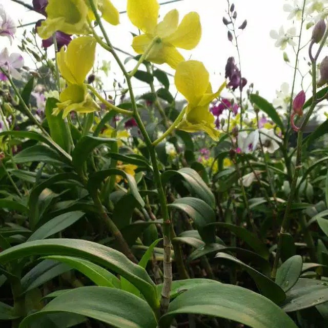 anggrek dendrobium kuning dewasa new terlaris