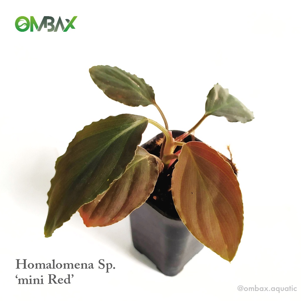 Homalomena sp. Mini Red Tanaman Vivarium /Mini