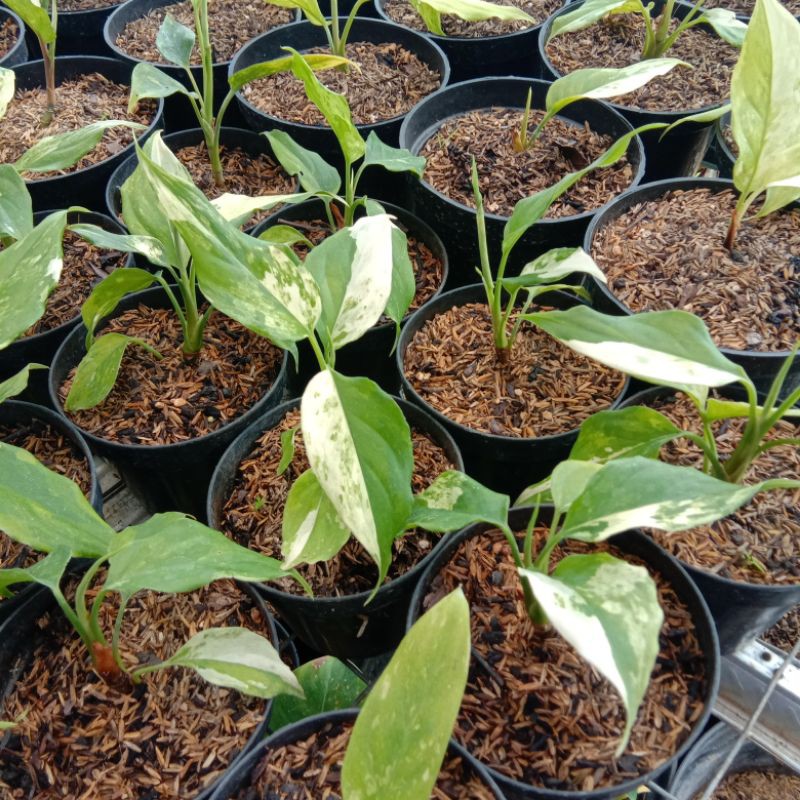 Tanaman Aglonema modestum variegata