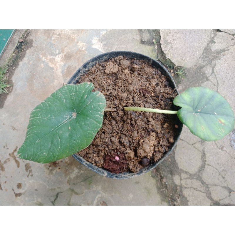 

alocasia melo badak kapuas