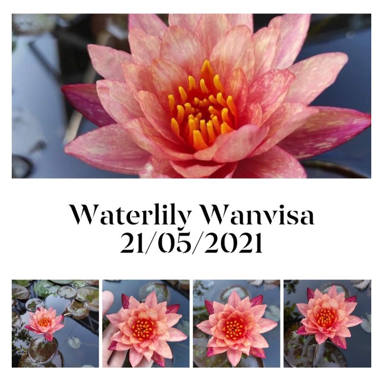 Tanaman Teratai air Wanvisa