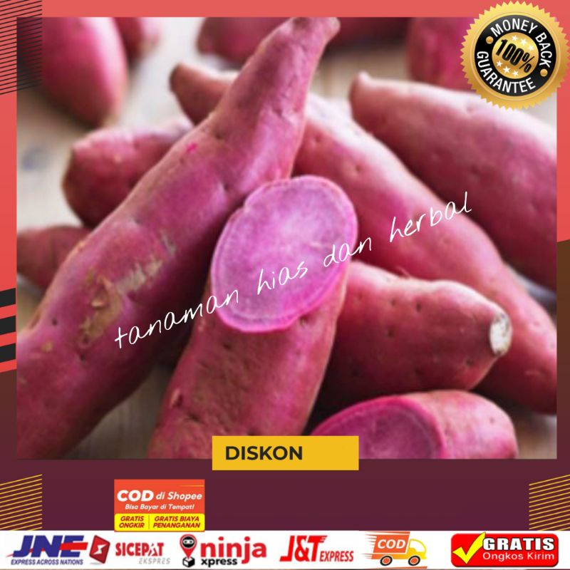 

Ubi Ungu Uwi Ungu Segar Purple Sweet Potato Terlaris Per500gram