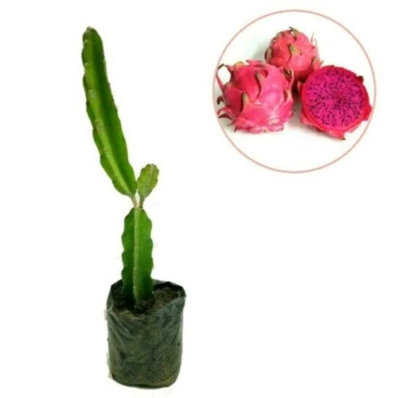Bibit tanaman buah naga merah, Pohon buah naga merah, Bibit naga merah