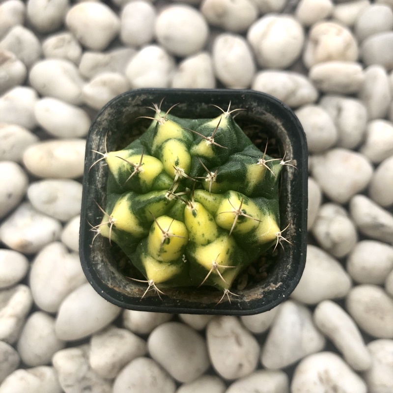 Kaktus Gymno Miha Yellow