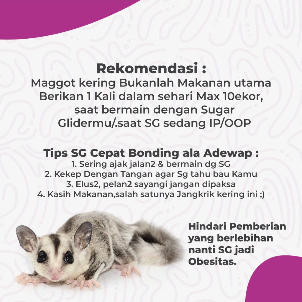 ADEWAP GLIDER Maggot Kering Camilan Serangga Sugar Glider