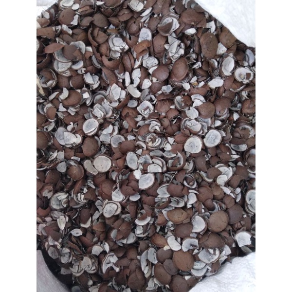 cangkang Batok SACHA INCHI per 1kg