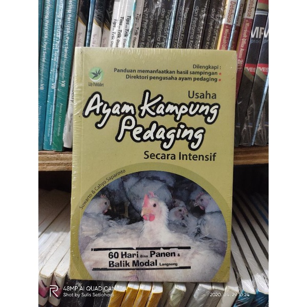 Usaha Ayam Kampung Pedaging
