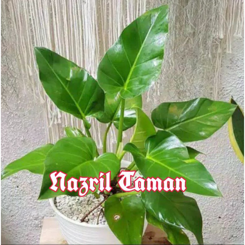 Tanaman hias Philo Marbel / tanaman hias marbel