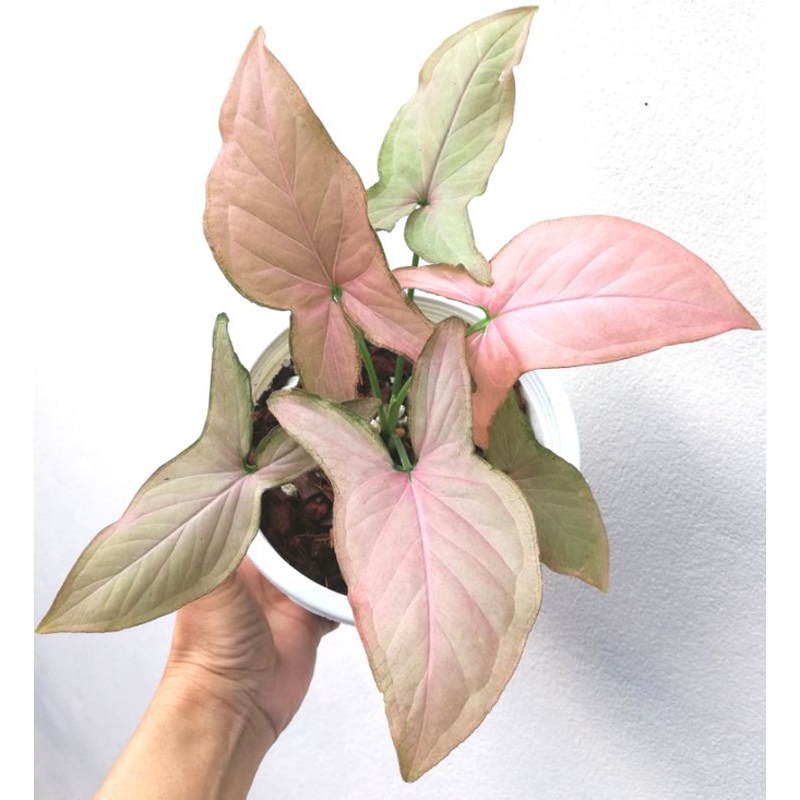 TANAMAN HIAS SYNGONIUM MURAH TANAMAN SYNGONIUM PINK TANAMAN BUNGA MURAH