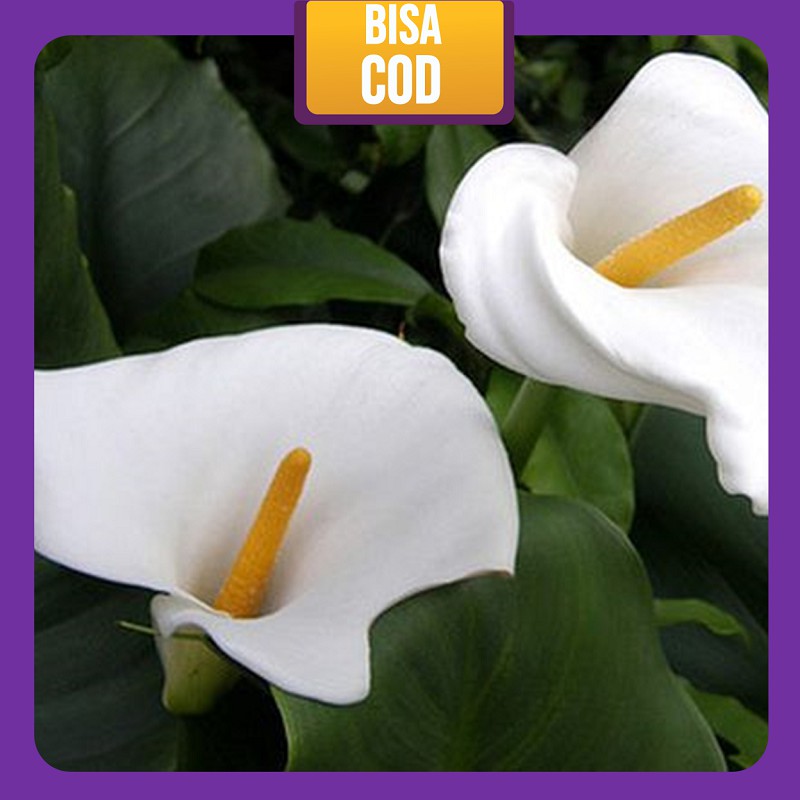 Petani Mbatu - Bunga Calla Lily Bibit tanaman hidup bunga lili