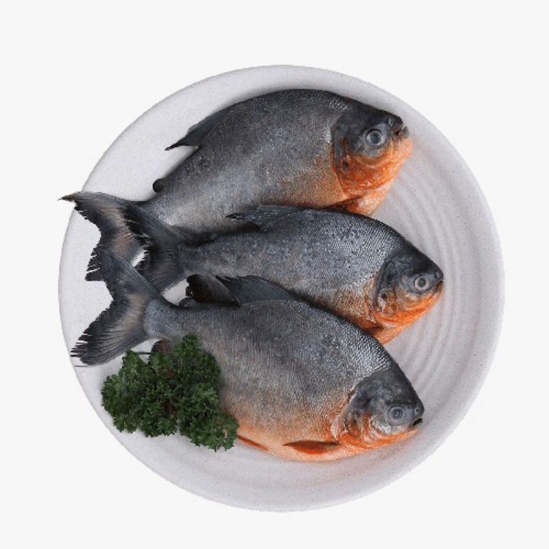

Ikan Bawal Tawar Segar