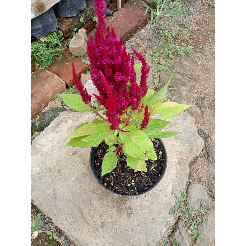 Tanaman hias bayam hias